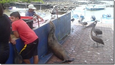 m_Galapagos 2014 027