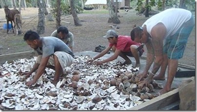 CoconutHarvest