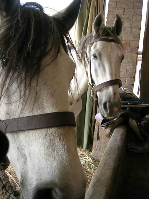 After we bought the horses we faced the problems of transporting My new horses Rohan and Griffin happily settled at the Brook Hospital in Shahdara, Lahore