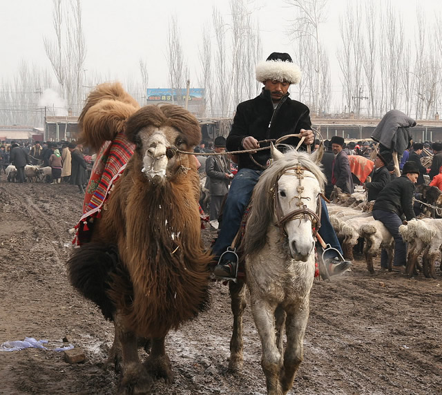 A trader arrives with Camel in toe for Kashgar’s famous Sunday bazaar