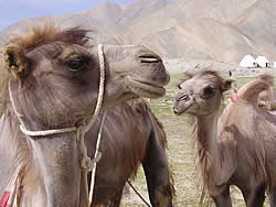 Camels molt in the summer but lose their impressive presence in the process.