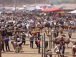 The bedlam and chaos of Kashgar’s Sunday Animal Market