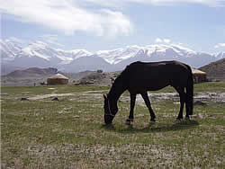 Boran grazing by the tranquility of Karakul Lake