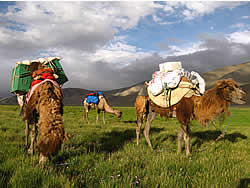 Camels chomping on grass during a brief respite in the weather and our trial run around Karakul Lake.