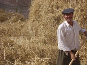 Local Tajik man tossing hay next to the road