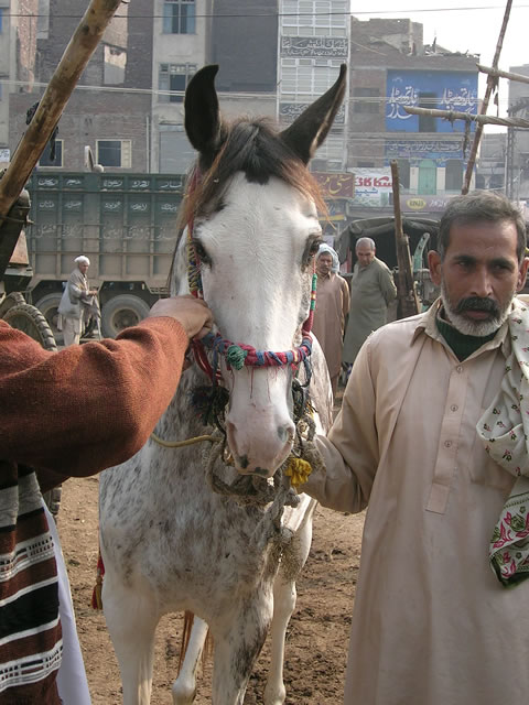 Horses on show at the small horse market still running at Delhi Gate in Lahore old city