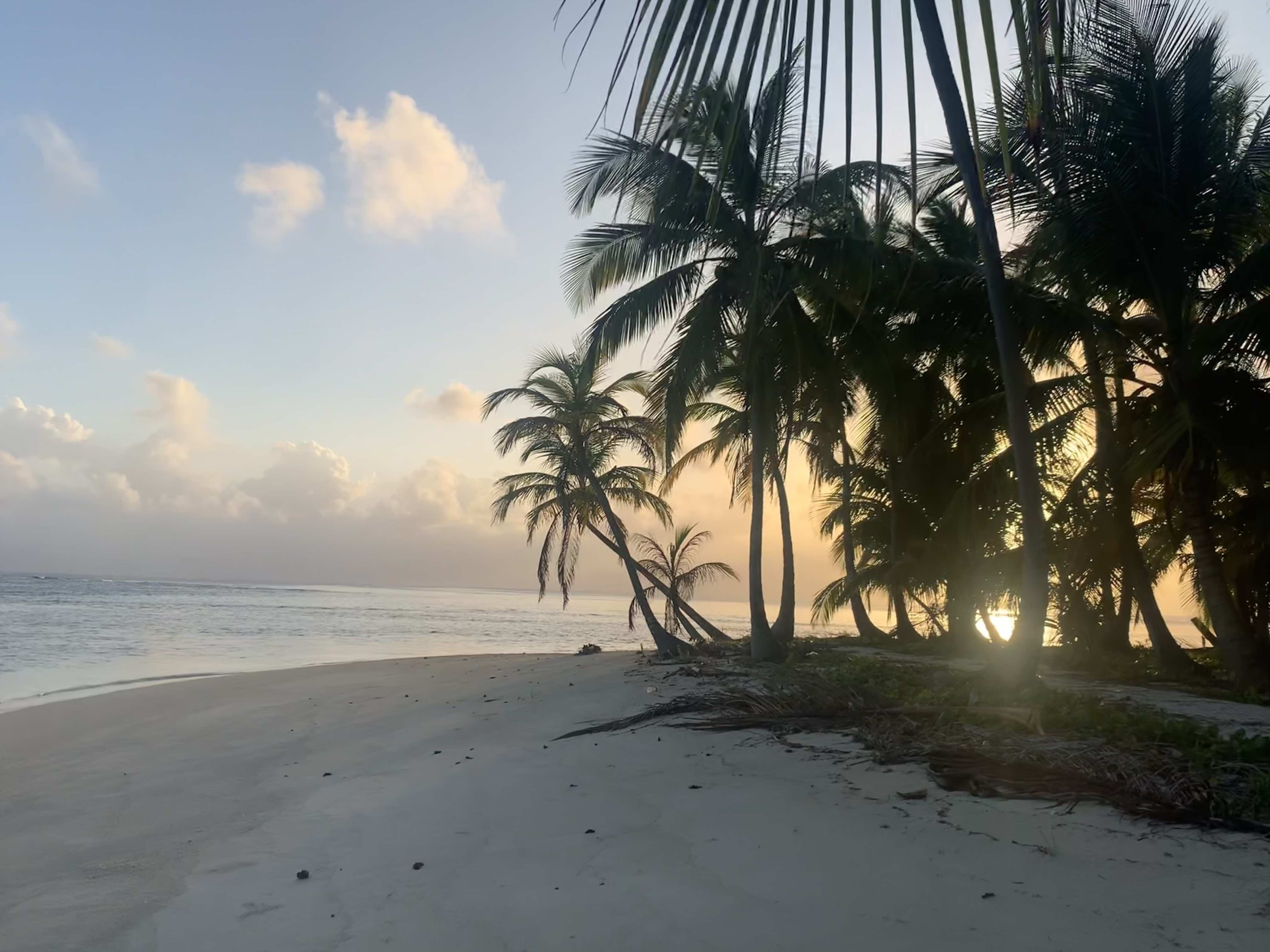 A beach with palm trees

Description automatically generated with medium confidence