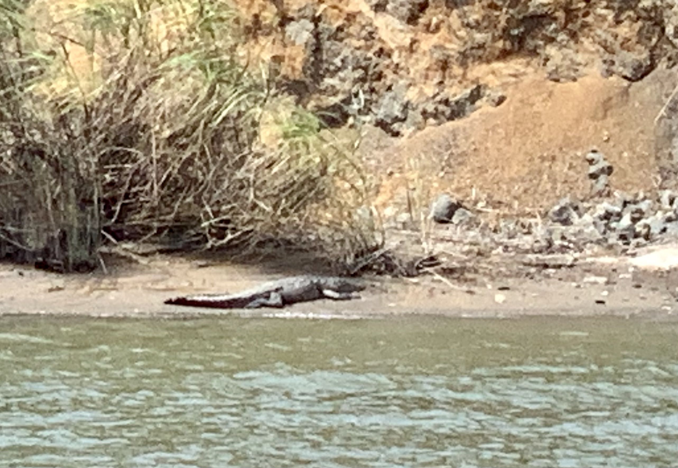 A crocodile in the water

Description automatically generated with low confidence