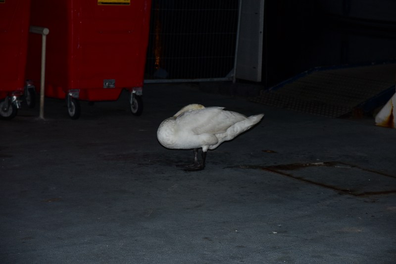 Swan 'on guard'