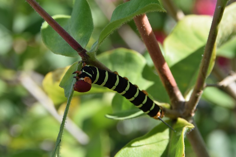 Caterpillar