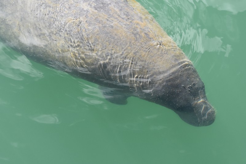 manatee