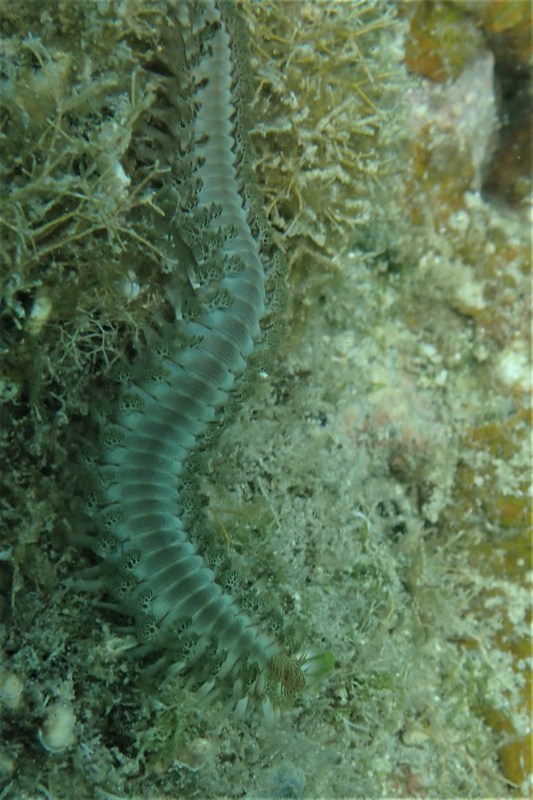 millipede