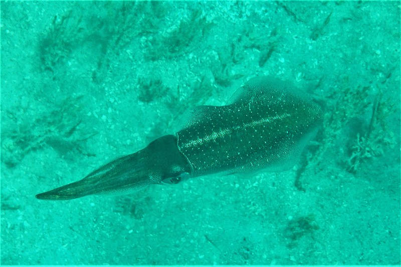 cuttlefish