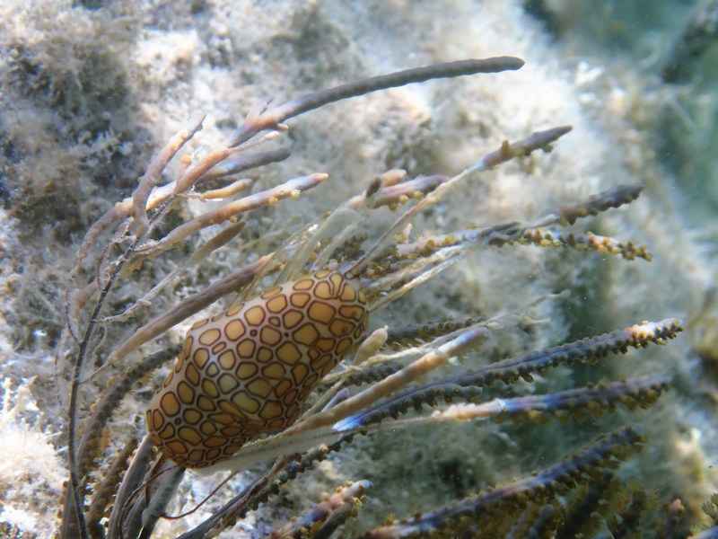 nudibranch