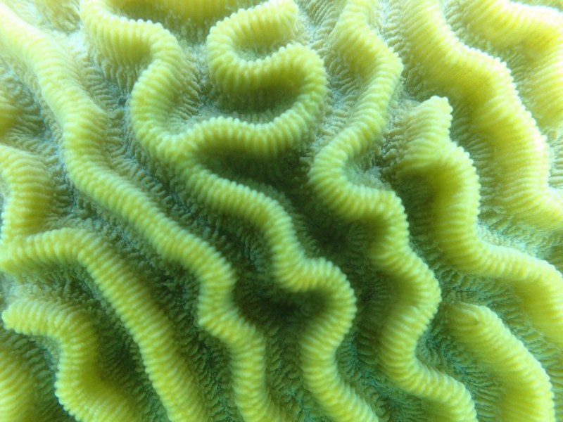 brain coral