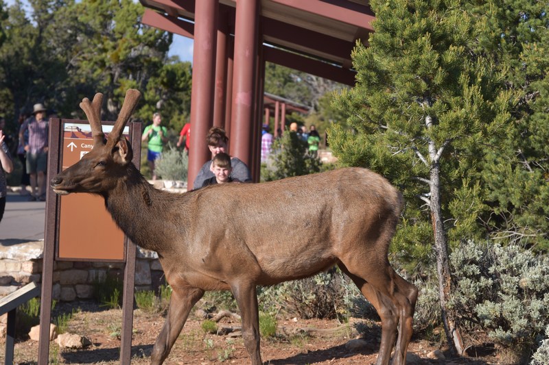 elk