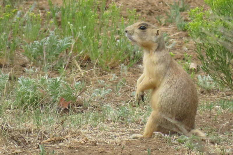 prairie