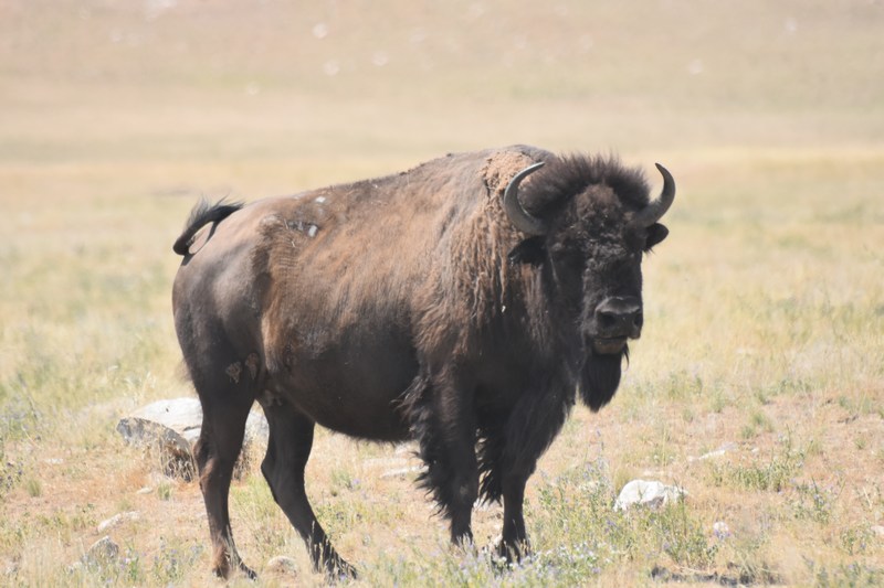 bison