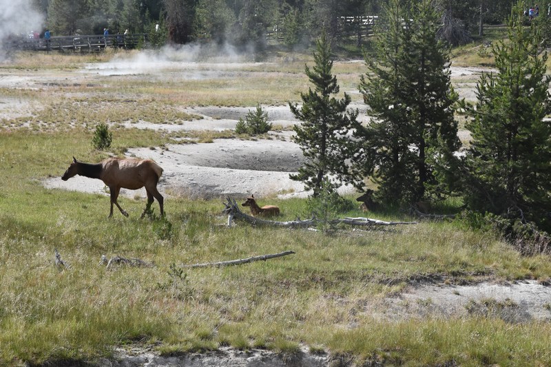 elk