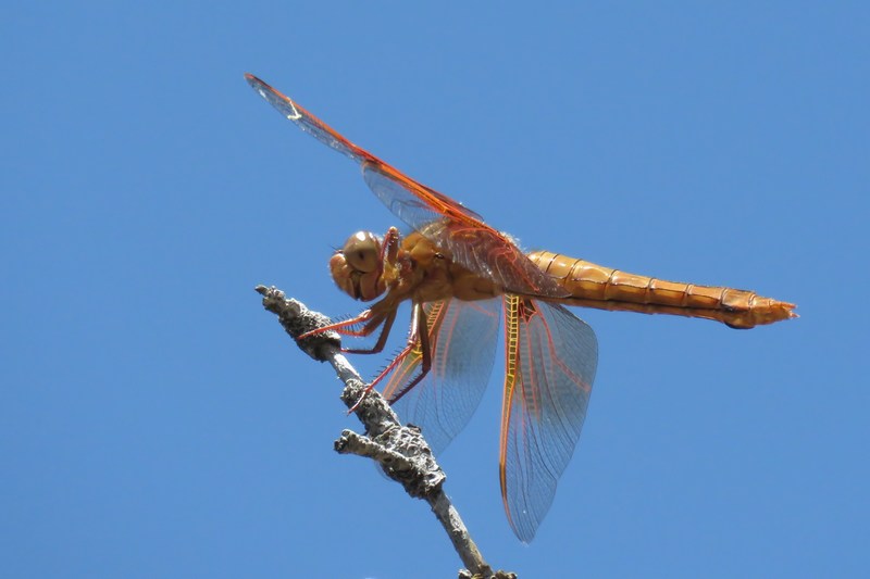 dragonfly