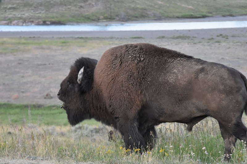 bison