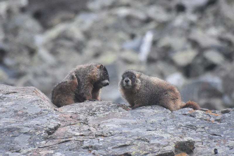 marmot