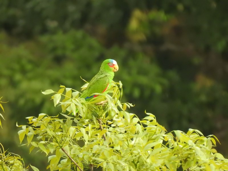 tikal