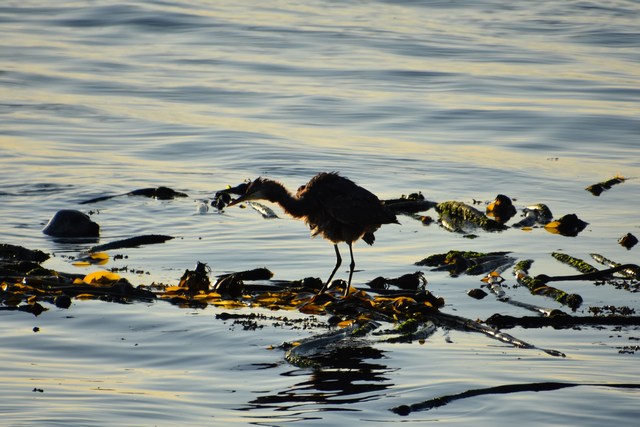 Orcas
          Island