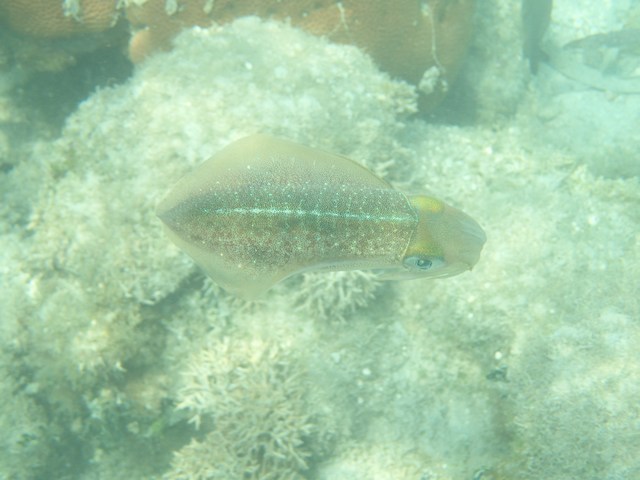 Lockdown in
        Belize