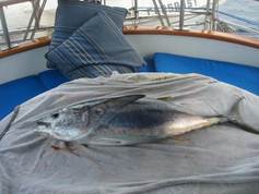 yellowfin tunaDSC06525