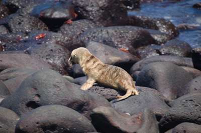 baby sea-lion.jpg