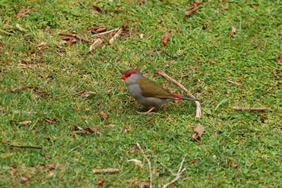 m_DSC_9409 M Red-Browed Finch (2).jpg