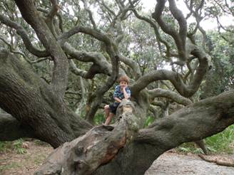 Cumberland island 048