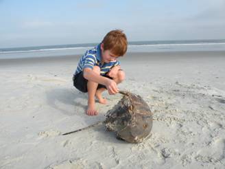 Cumberland island 021