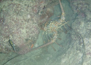 lobster in Rocky Dundes