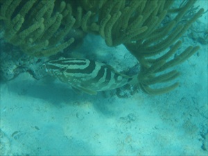 Soldier Cay, Sea Aquarium 032