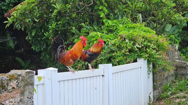 A group of roosters on a white fence

Description automatically generated with medium confidence