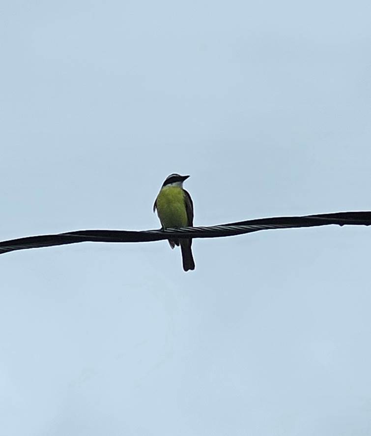 A bird sitting on a wire

Description automatically generated