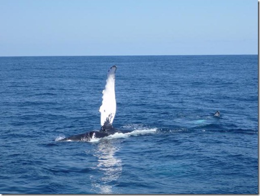 2011-3 Whale Watching_001