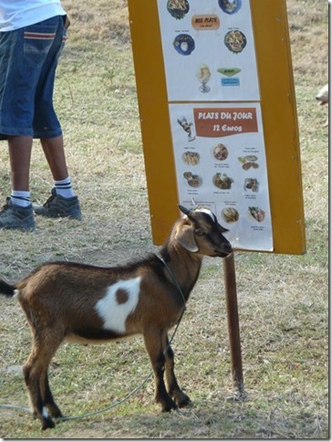 P1070668 Goat browsing the menu near Baie La Pompiere