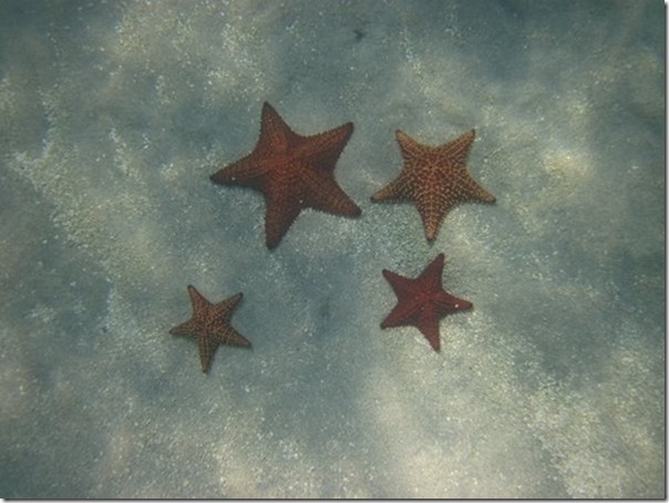 IMG_0573 Stars of Marigot Bay