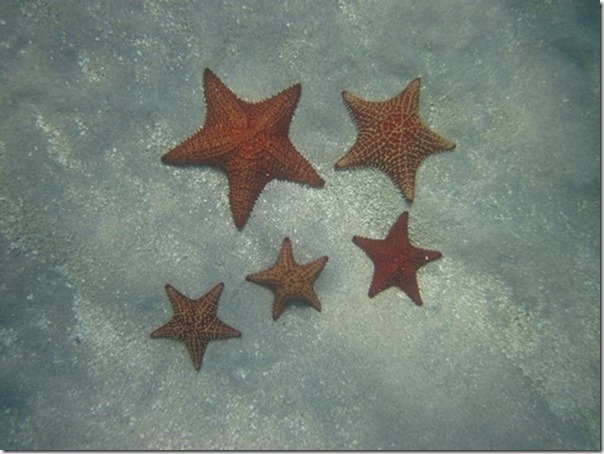 IMG_0574 Stars of Marigot Bay