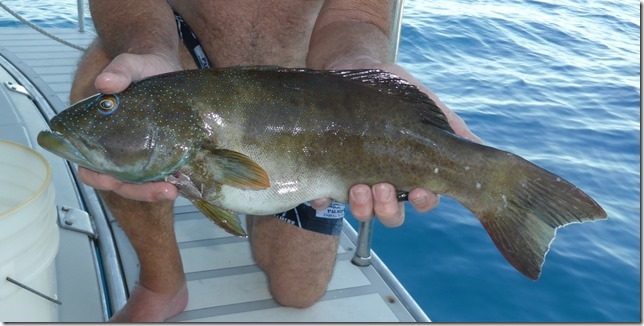 coral trout