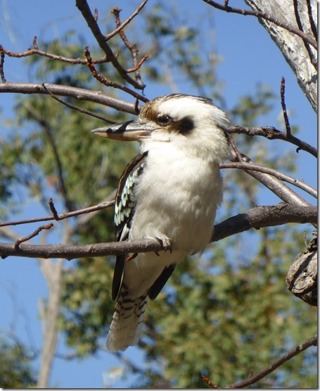 kookaburra blog