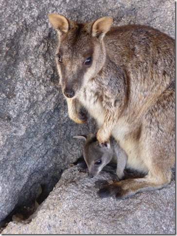 blog rock wallaby