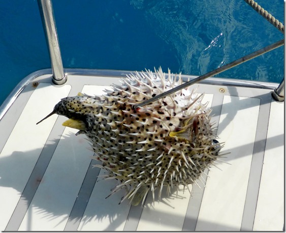 porcupine fish