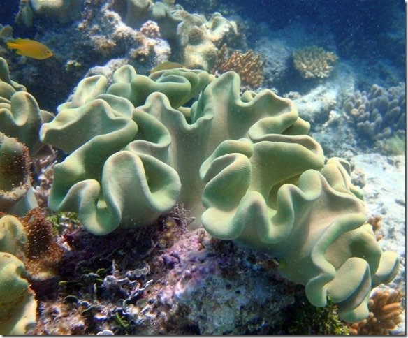 folded coral