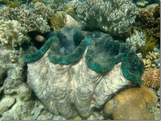 giant clam