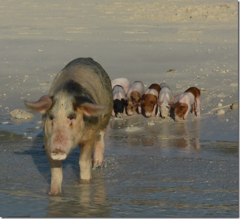 blog piglets