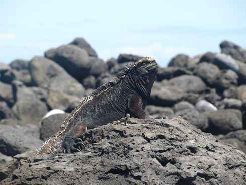m_Galapagos 9.jpg